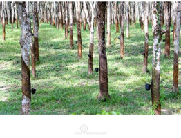 44 cents  Land For Sale at Kunnathoor,Kollam