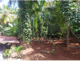 85 Cents plot for sale at Ottapalam