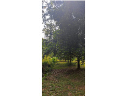 88 cent land for sale at kochupurakalkadav paneli ernakulam