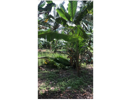 29 cent land for sale at  Kunnumma Alleppey