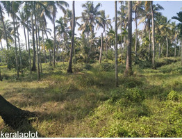 Coconut Farm