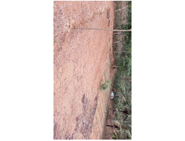 40 cent land sale at kozhippilli,Ernakulam