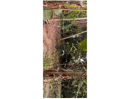 42 cent land for sale at cherupullasery palakkad