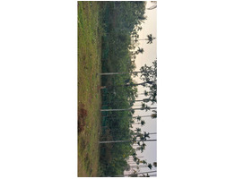 93 cent square plot sale  Wayanad