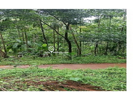 80 Cent Residential land fully or parlty for sale at Paramba in Malom Kasargod