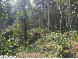 2.95 acres of land sale at  Sulthan battery calicut road , opp Beenachi estate.   Wayanad .