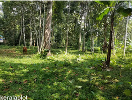 40 cent land sale at chirayirambu