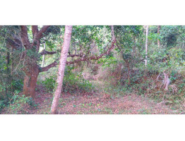 Chelannur 7/6: 1.9 acres plot for sale.