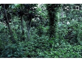 1 ACRE FARM LAND FOR SALE AT MULLAYAR ESTATE, KUMILY, KERALA