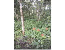 1 acer 4 cent plot for sale at near MC Road Nellimoottil Adoor, Pathanamthitta