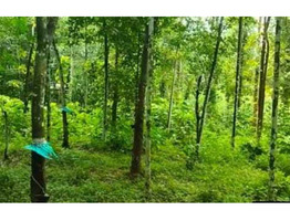 1.5 Acre Rubber Plantation sale near by  Piravom,Ernakulam District