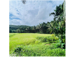 50 Cent land for sale near by  Kongad,ezhakkad