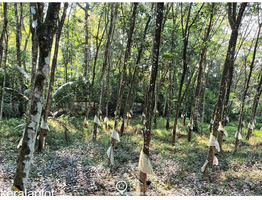 72 cents of land with rubber plantation at Thiruvanchoor, Kottayam District