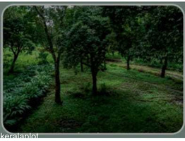 60 Cent Land For Sale Near by Udumbanchala,Chaturangappara