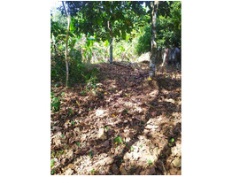 15 cent  land for sale Near Thrikkodithanam Panchayth Kottyam,District