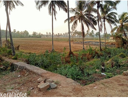 Wet land near neliyampathy check post