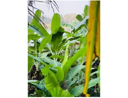 25.75 Cent River Side Plot For Sale Aluva, Desom