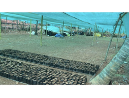 23 Cent Land For Sale Near by  Thamarassery Town