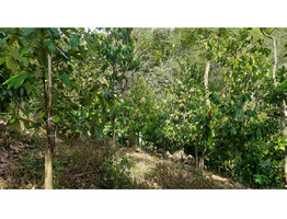 2 Acres Land For Sale at Kanjikuzhy Junction