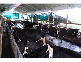 Thriving 8-Acre Dairy Farm & Agri Estate for Sale – Cheemeni, Kerala