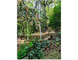 1.29 Acers Agricultural Land For Sale Near by mannuthy