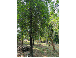 1.29 Acers Agricultural Land For Sale Near by mannuthy