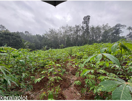 25 cent land for sale near Thodupuzha, Idukki District