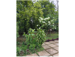 50 Cent Land With House For Sale