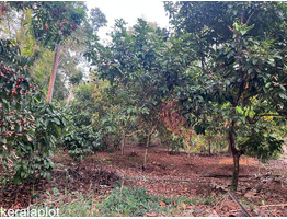 20 Cents land For Sale Ponkunnam, Koorali
