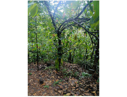 2.81 Acre Agricultural Land For Sale kottiyoor, Kannur District