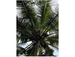 87.5 cent land with old house for sale near Eravathoor