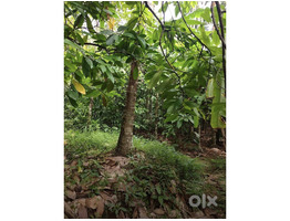 1.34 Acers Land For sale ponnamkayam