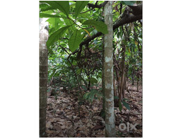 1.34 Acers Land For sale ponnamkayam