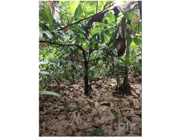 1.34 Acers Land For sale ponnamkayam