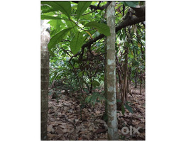1.34 Acers Land For sale ponnamkayam