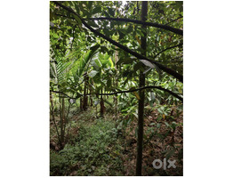 1.34 Acers Land For sale ponnamkayam
