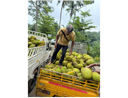 12 Acers Vietnam Early Hybrid jackfruit  Plantation for sale