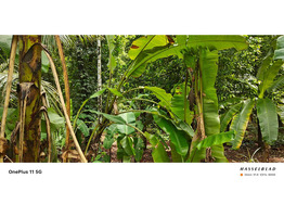 9.19 cent land for sale santhi Nagar, Panamukku