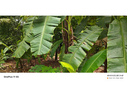 9.19 cent land for sale santhi Nagar, Panamukku