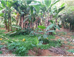 House plot for sale at Angamali Kidangoor