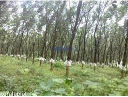 6 acres of rubber planted area for sale at Kottayam