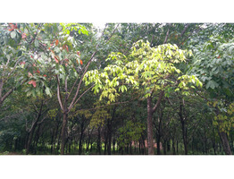 Rubber plantation with housing plot