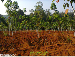 Rubber plantation with housing plot